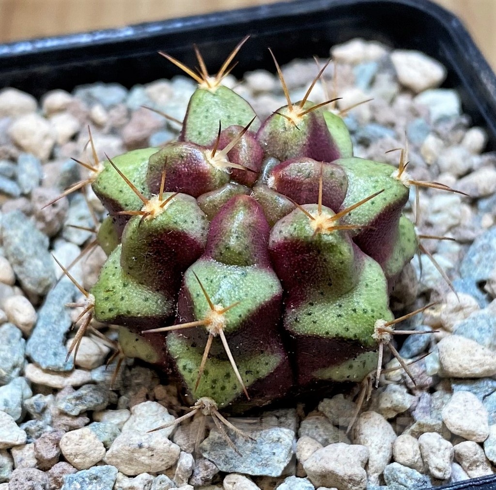 SH23613 Gymnocalycium mihanovichii 'Purple Nebula' - immagine 2