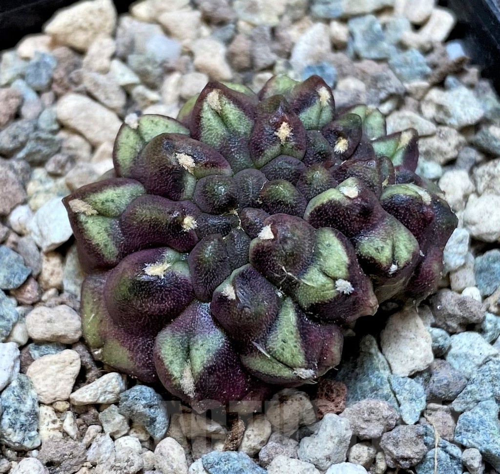 SH23614 Gymnocalycium mihanovichii ‘Day Dream’ f. cristata - immagine 3