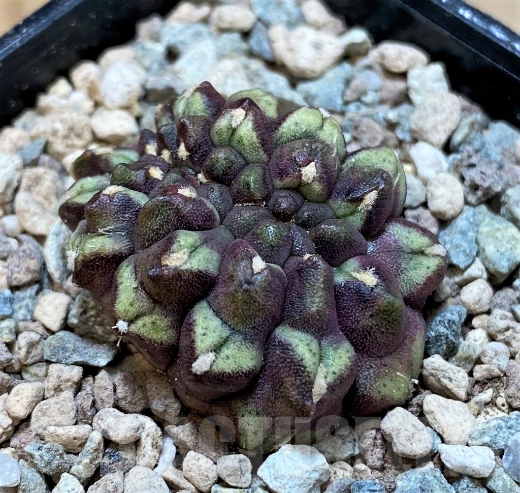 SH23614 Gymnocalycium mihanovichii ‘Day Dream’ f. cristata - immagine 2