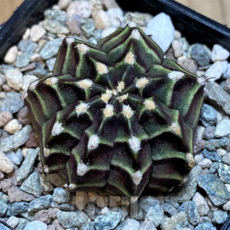 SH23579 Gymnocalycium mihanovichii 'The Angel'