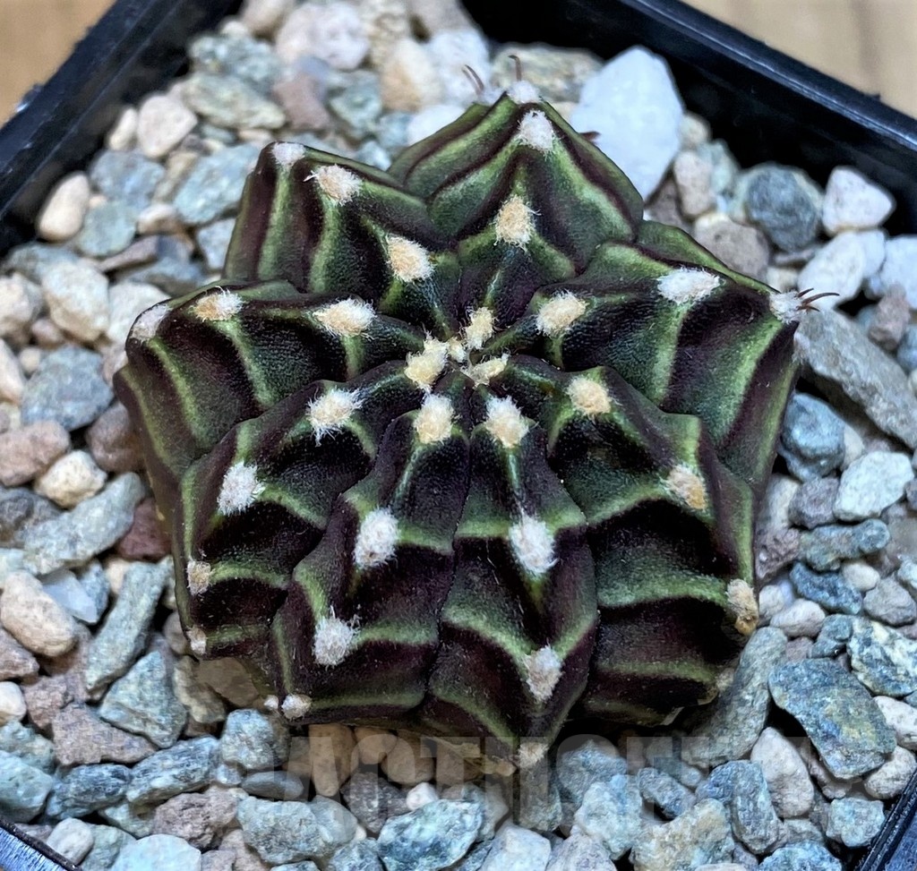 SH23579 Gymnocalycium mihanovichii 'The Angel'