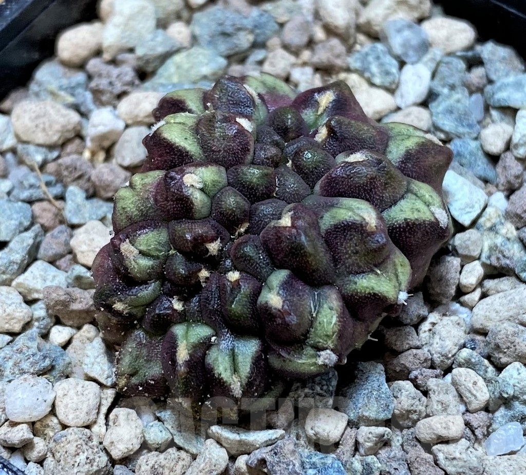 SH23614 Gymnocalycium mihanovichii ‘Day Dream’ f. cristata