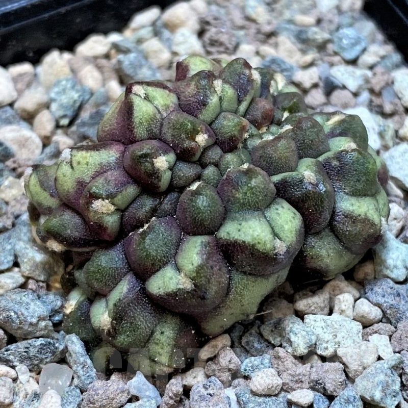 SH23615 Gymnocalycium mihanovichii ‘Day Dream’ f. cristata