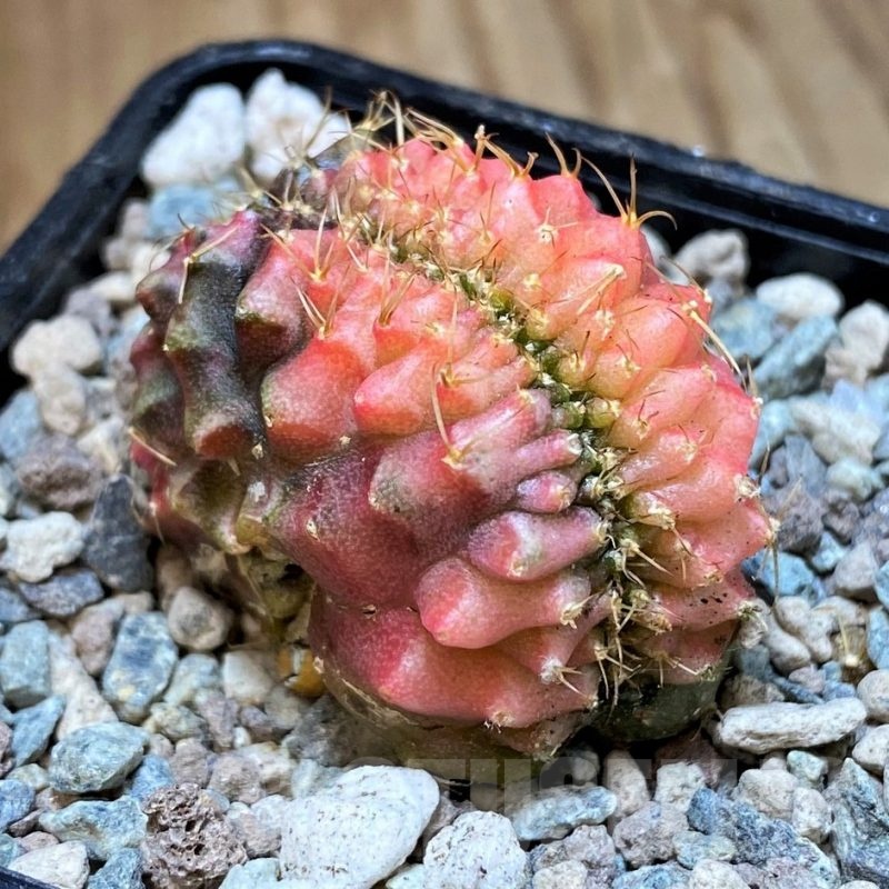 SH23616 Gymnocalycium mihanovichii variegata f. cristata