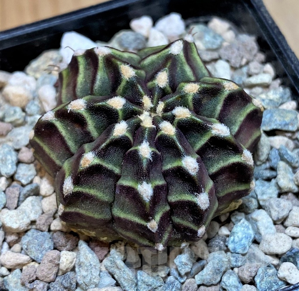 SH23579 Gymnocalycium mihanovichii 'The Angel' - Obrázek 2