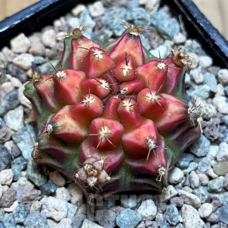 SH23617 Gymnocalycium mihanovichii 'Pinkie Pie'