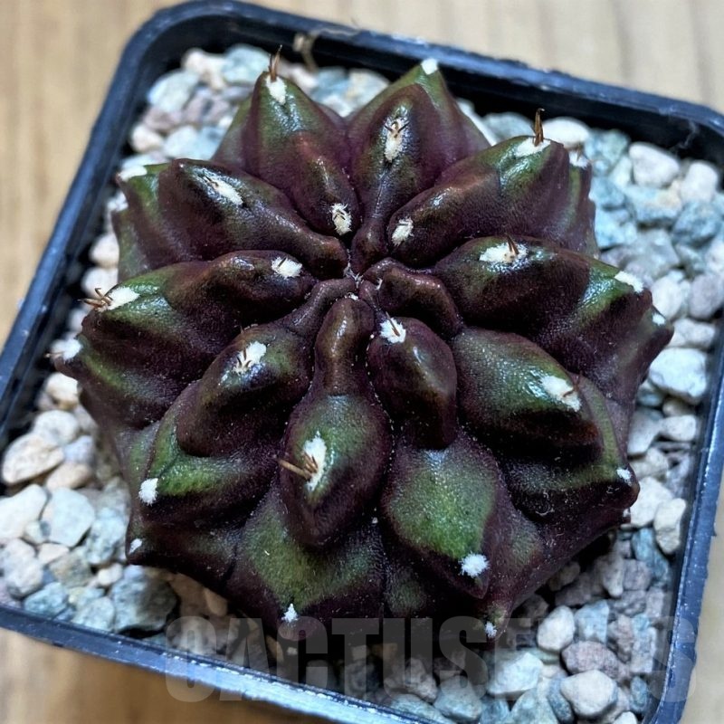 SH23618 Gymnocalycium mihanovichii 'Nana'