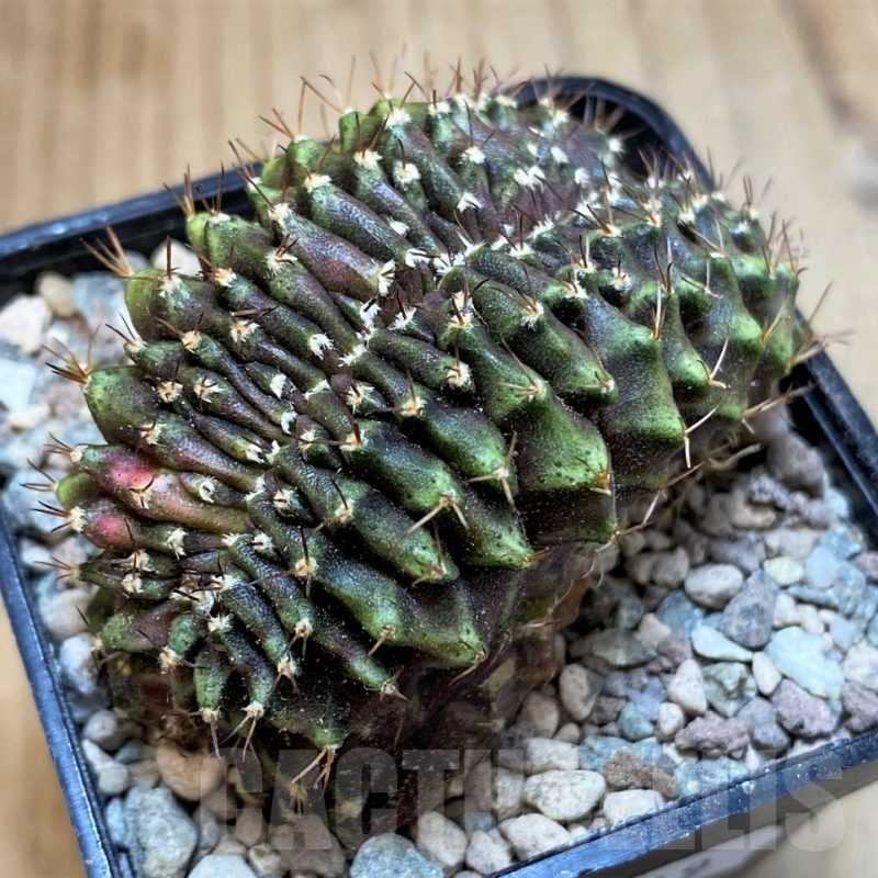 SH23619 Gymnocalycium mihanovichii f. cristata