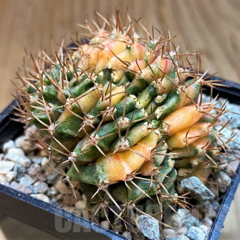 SH23621 Gymnocalycium mihanovichii variegata f. cristata