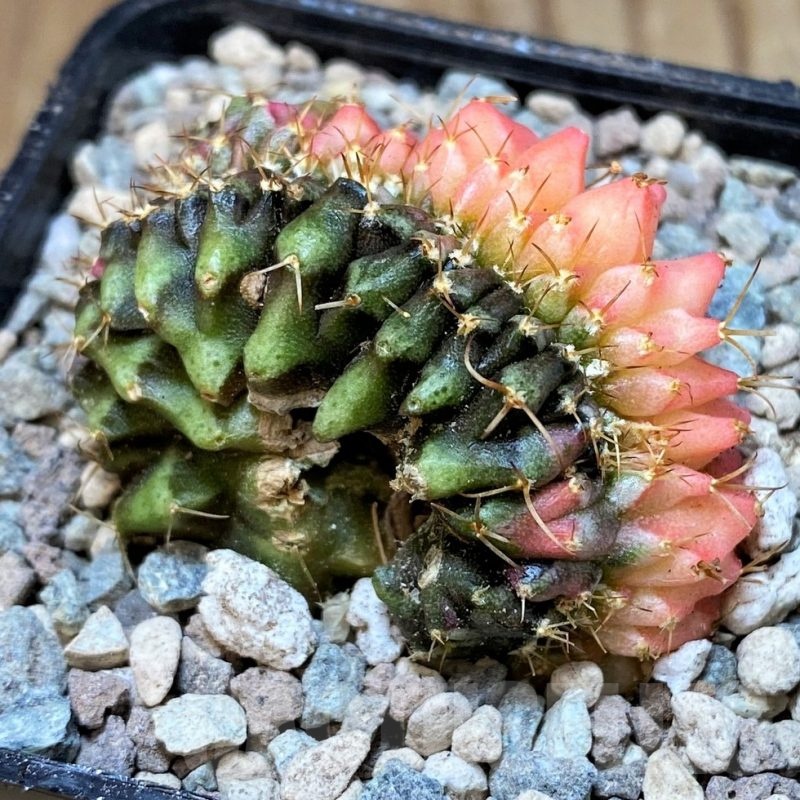 SH23622 Gymnocalycium mihanovichii variegata f. cristata