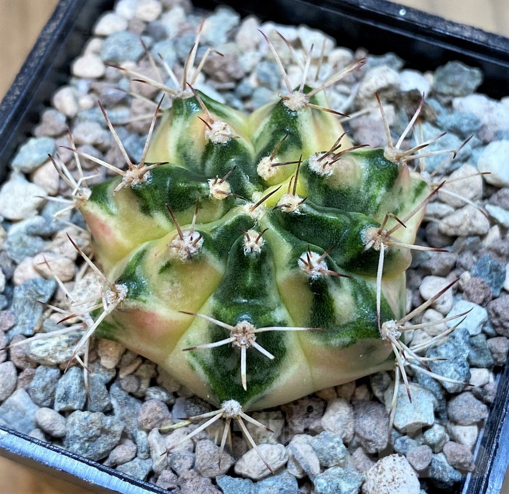SH23580 Gymnocalycium mihanovichii ‘Dragon Egg' - Obrázek 2