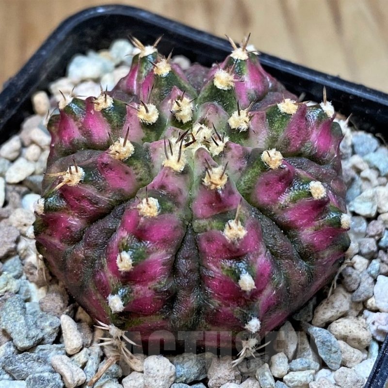 SH23623 Gymnocalycium mihanovichii 'T-Lux'