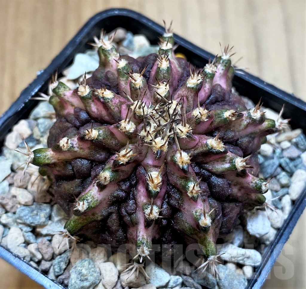 SH23625 Gymnocalycium mihanovichii 'T-Lux' - Image 2