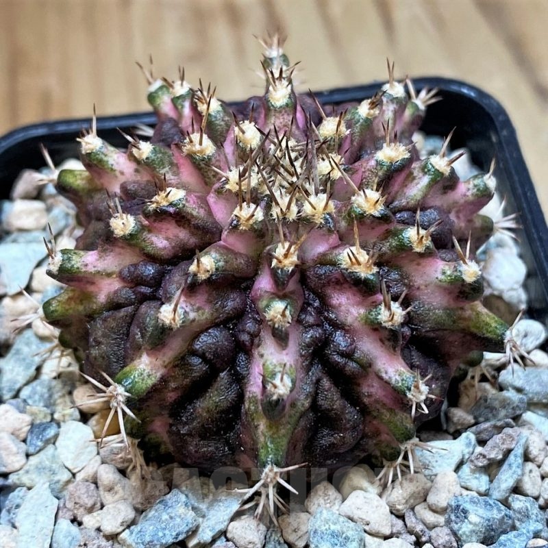 SH23625 Gymnocalycium mihanovichii 'T-Lux'