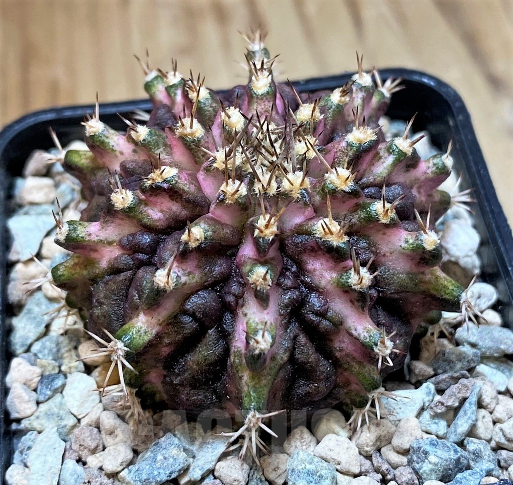 SH23625 Gymnocalycium mihanovichii 'T-Lux'