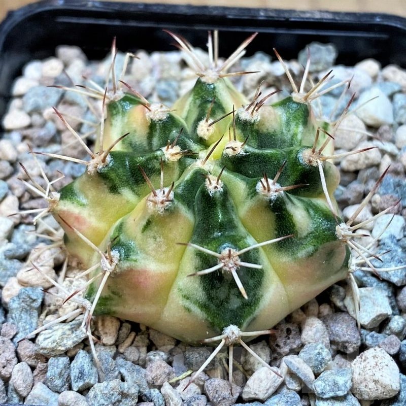 SH23580 Gymnocalycium mihanovichii ‘Dragon Egg'