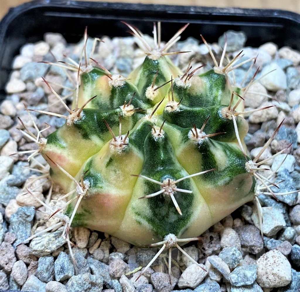 SH23580 Gymnocalycium mihanovichii ‘Dragon Egg'