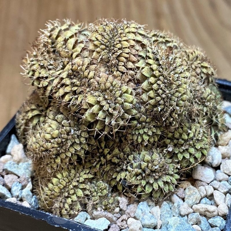 SH23627 Gymnocalycium mihanovichii f. cristata