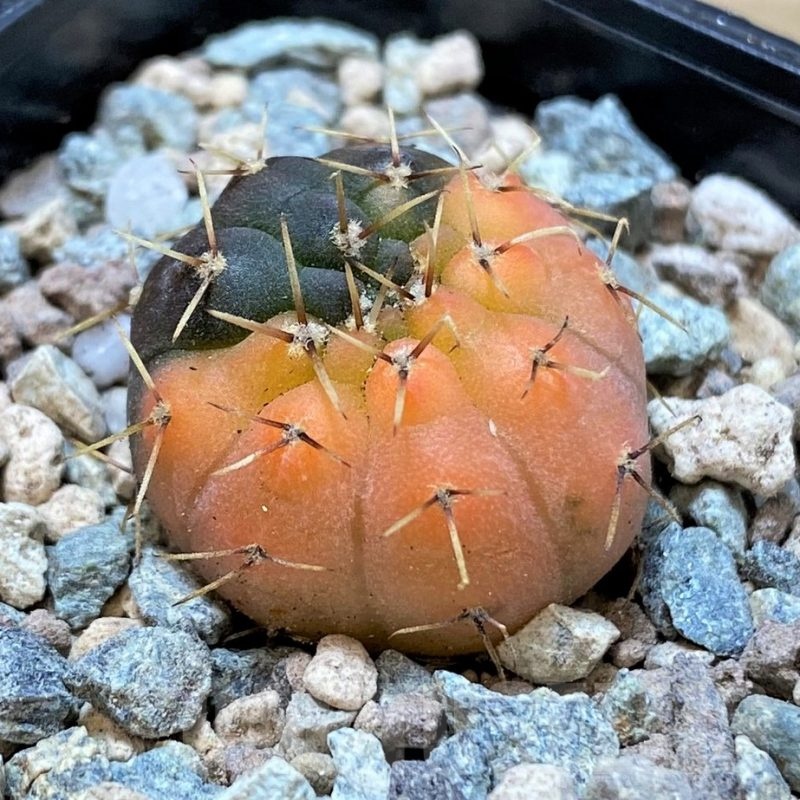 SH23633 Gymnocalycium ochoterenae f. variegata
