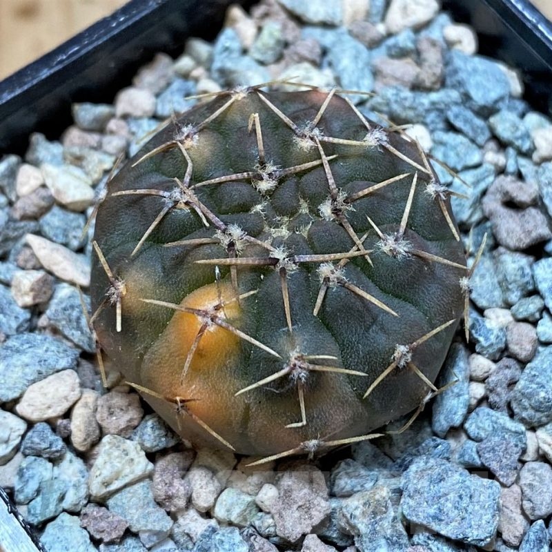 SH23634 Gymnocalycium ochoterenae f. variegata