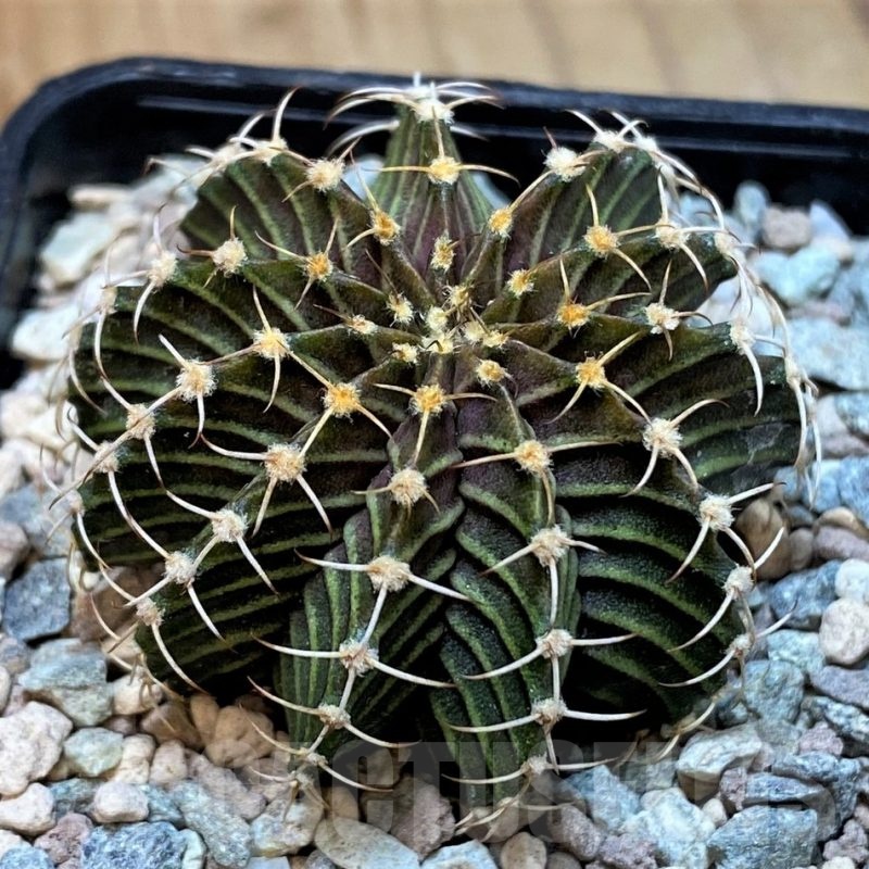 SH23581 Gymnocalycium friedrichii 9R001