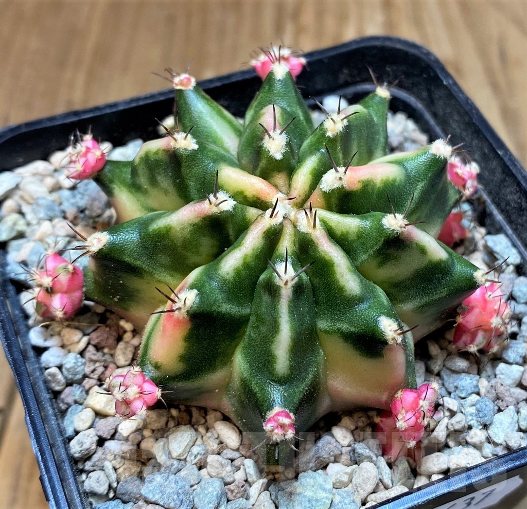 SH23637 Gymnocalycium mihanovichii 'Dark Tudzy' - immagine 2