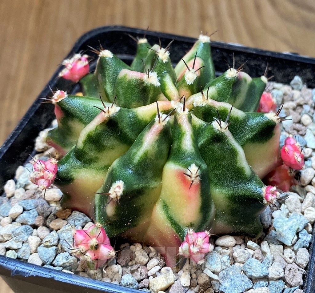 SH23637 Gymnocalycium mihanovichii 'Dark Tudzy'