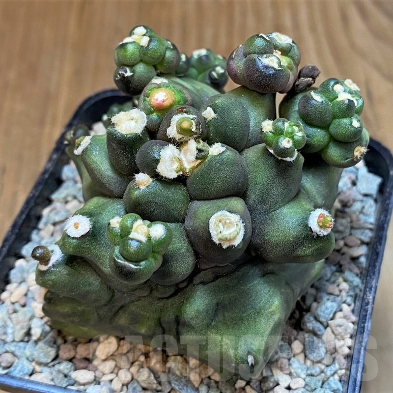 SH23641 Gymnocalycium mihanovichii 'Transformer'