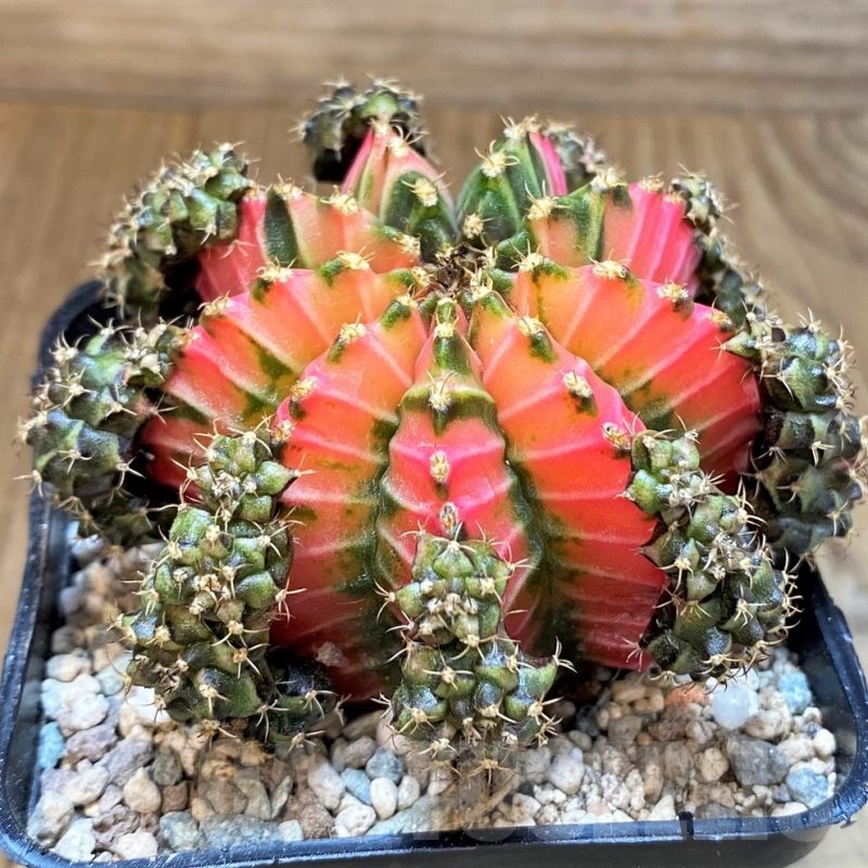 SH23642 Gymnocalycium mihanovichii 'Multicolor'