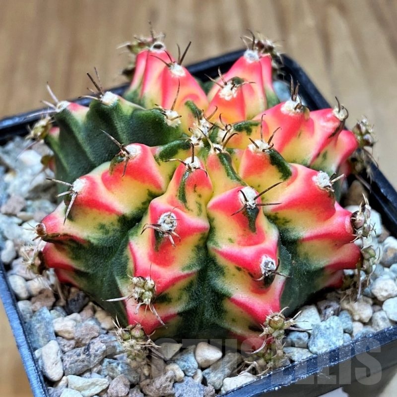 SH23582 Gymnocalycium mihanovichii ‘Multicolor'