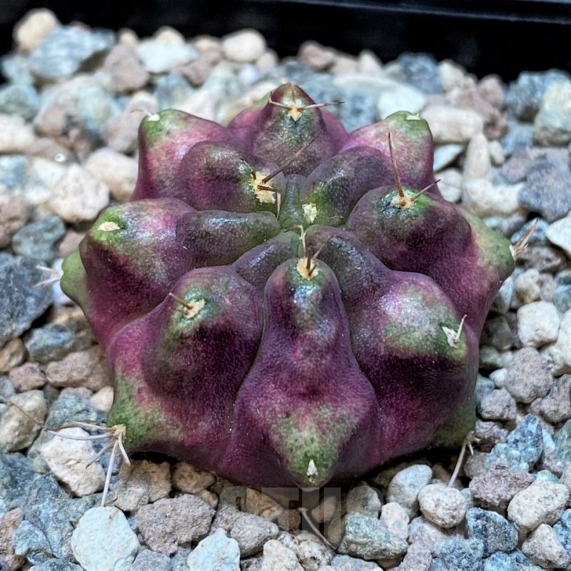 SH23583 Gymnocalycium mihanovichii ‘Thanos'