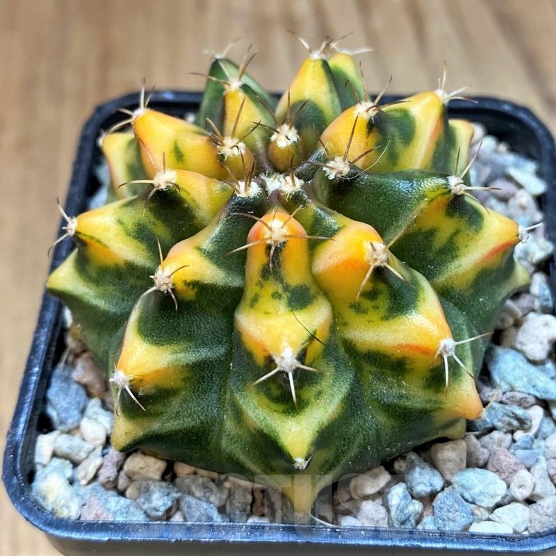 SH23584 Gymnocalycium mihanovichii 'Som Jeed'