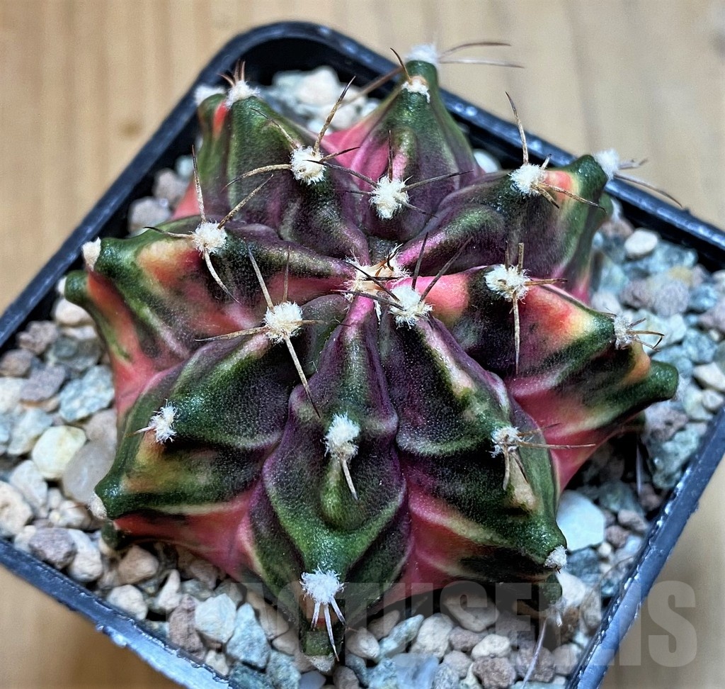 SH23586 Gymnocalycium mihanovichii ‘Hell boy’ - Image 2