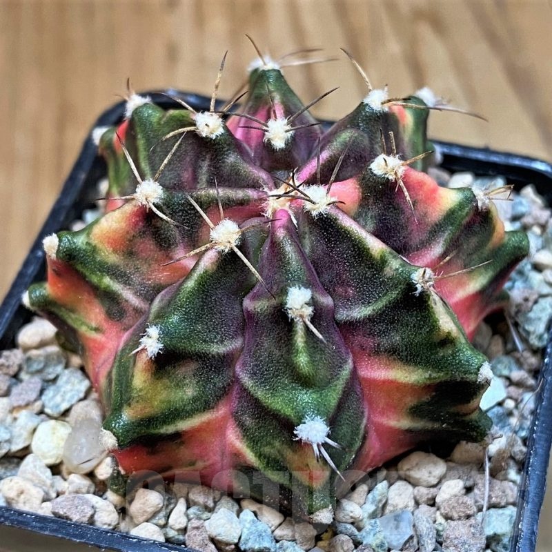 SH23586 Gymnocalycium mihanovichii ‘Hell boy’