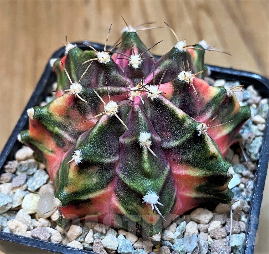 SH23586 Gymnocalycium mihanovichii ‘Hell boy’