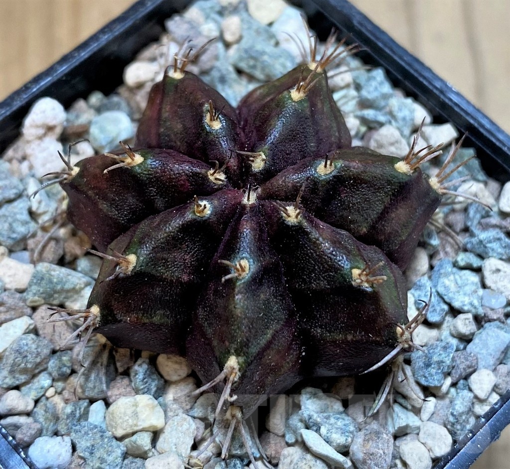 SH23587 Gymnocalycium mihanovichii ‘Black Widow'