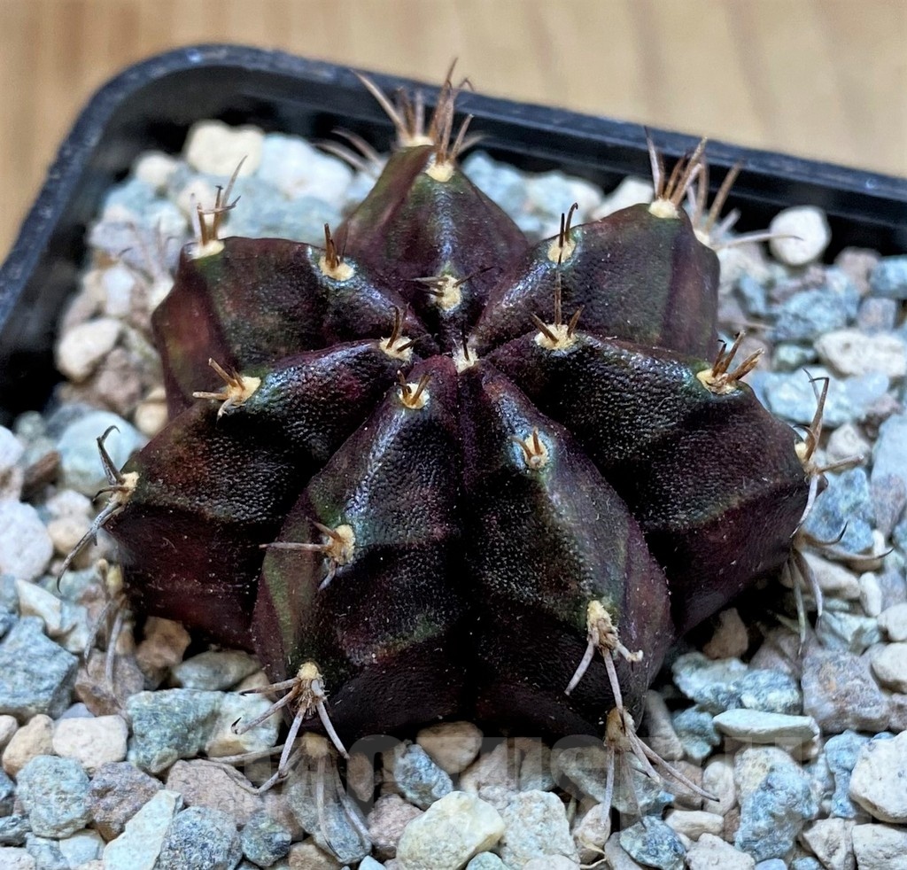 SH23587 Gymnocalycium mihanovichii ‘Black Widow' - Imagen 2