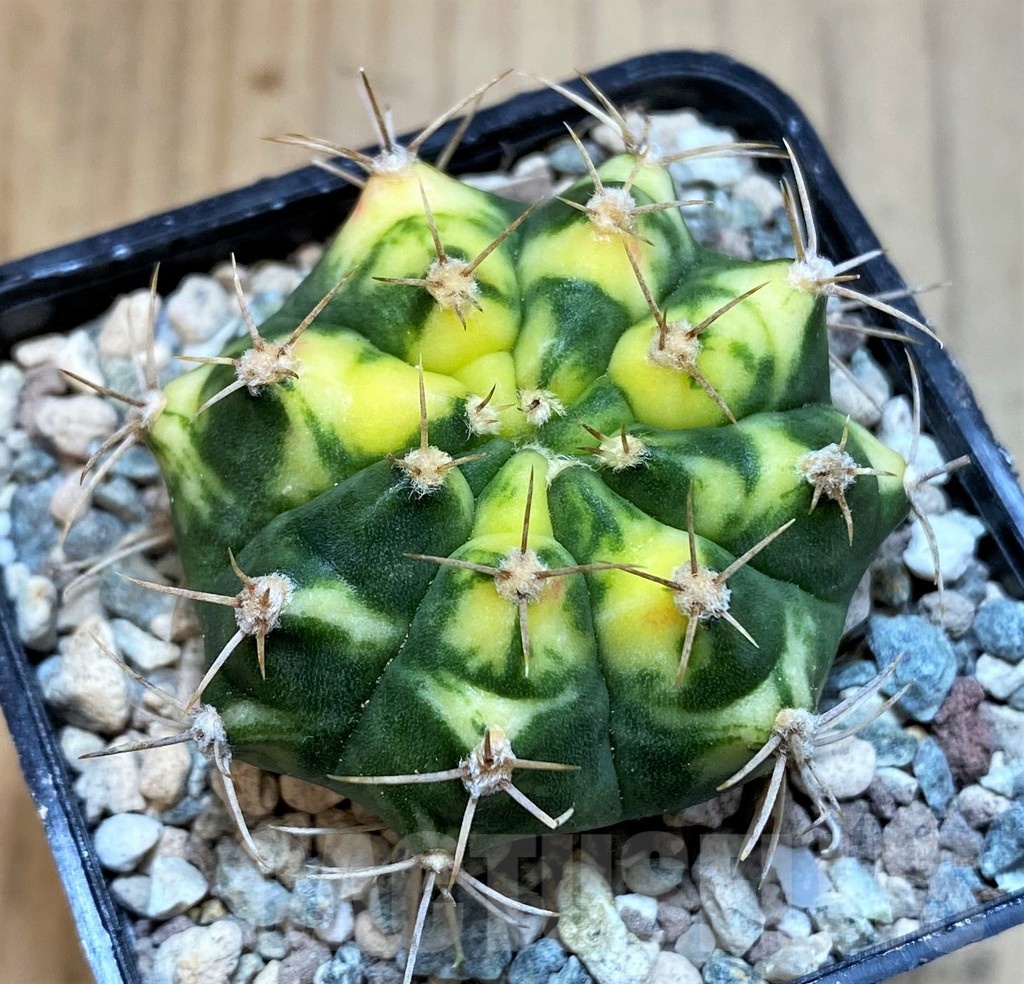 SH23588 Gymnocalycium mihanovichii ‘Pink Pearl' - immagine 2