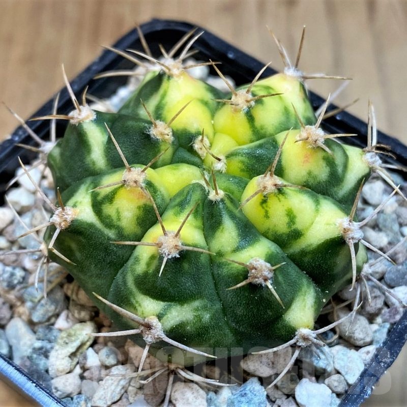 SH23588 Gymnocalycium mihanovichii ‘Pink Pearl'