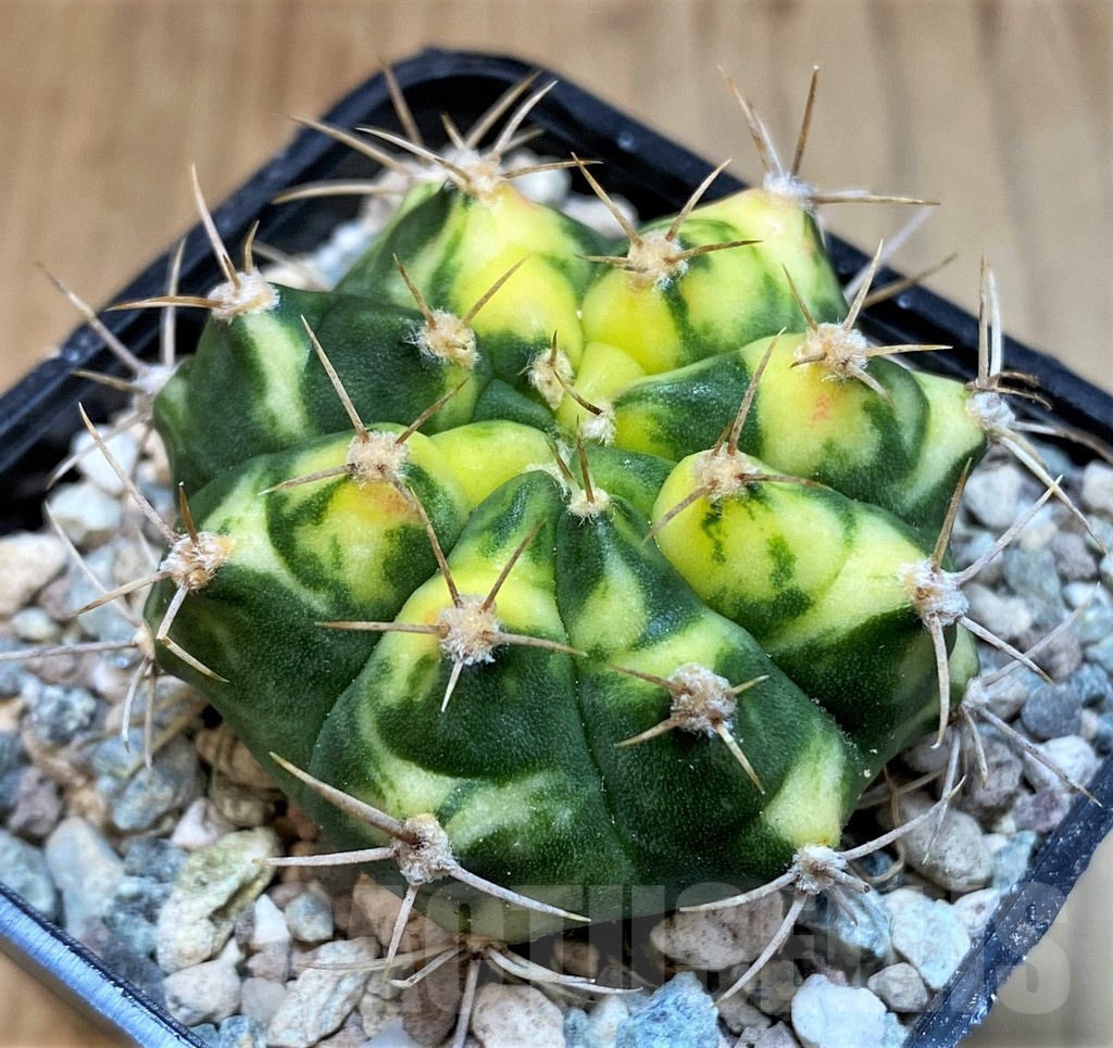 SH23588 Gymnocalycium mihanovichii ‘Pink Pearl'