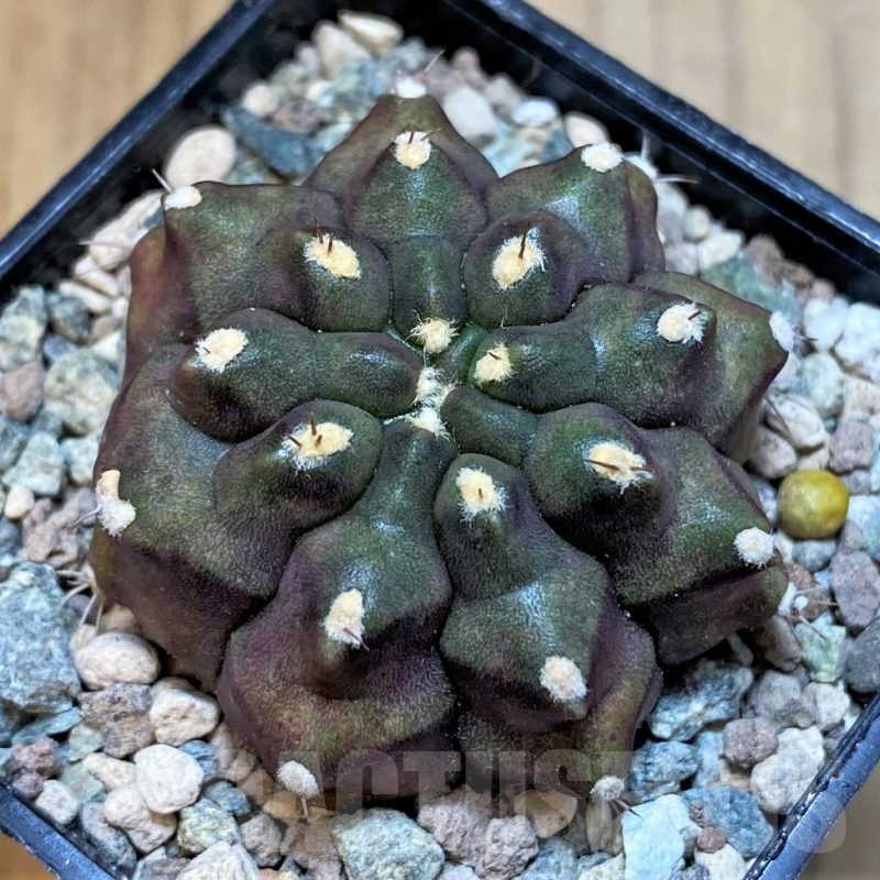 SH23589 Gymnocalycium mihanovichii ‘Kirimanjaro’