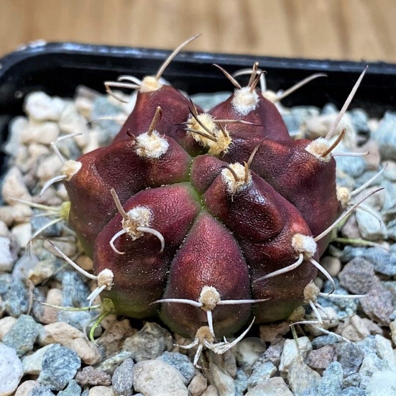 SH23590 Gymnocalycium mihanovichii 'Dead Pool'