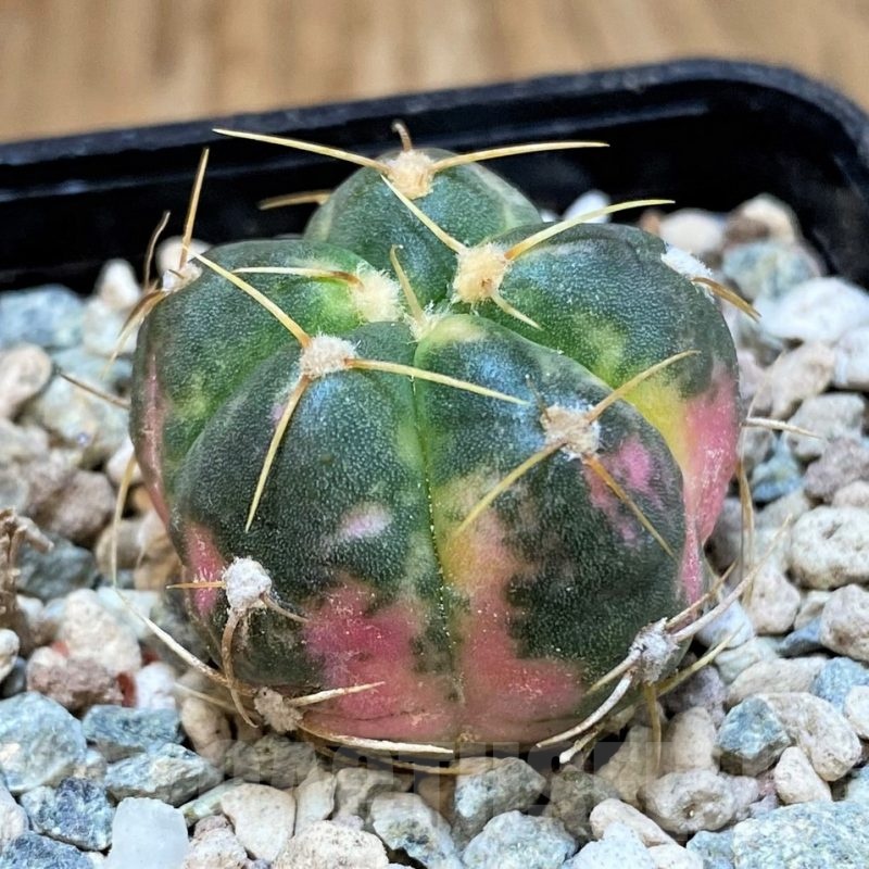 SH23591 Gymnocalycium horstii f. variegata