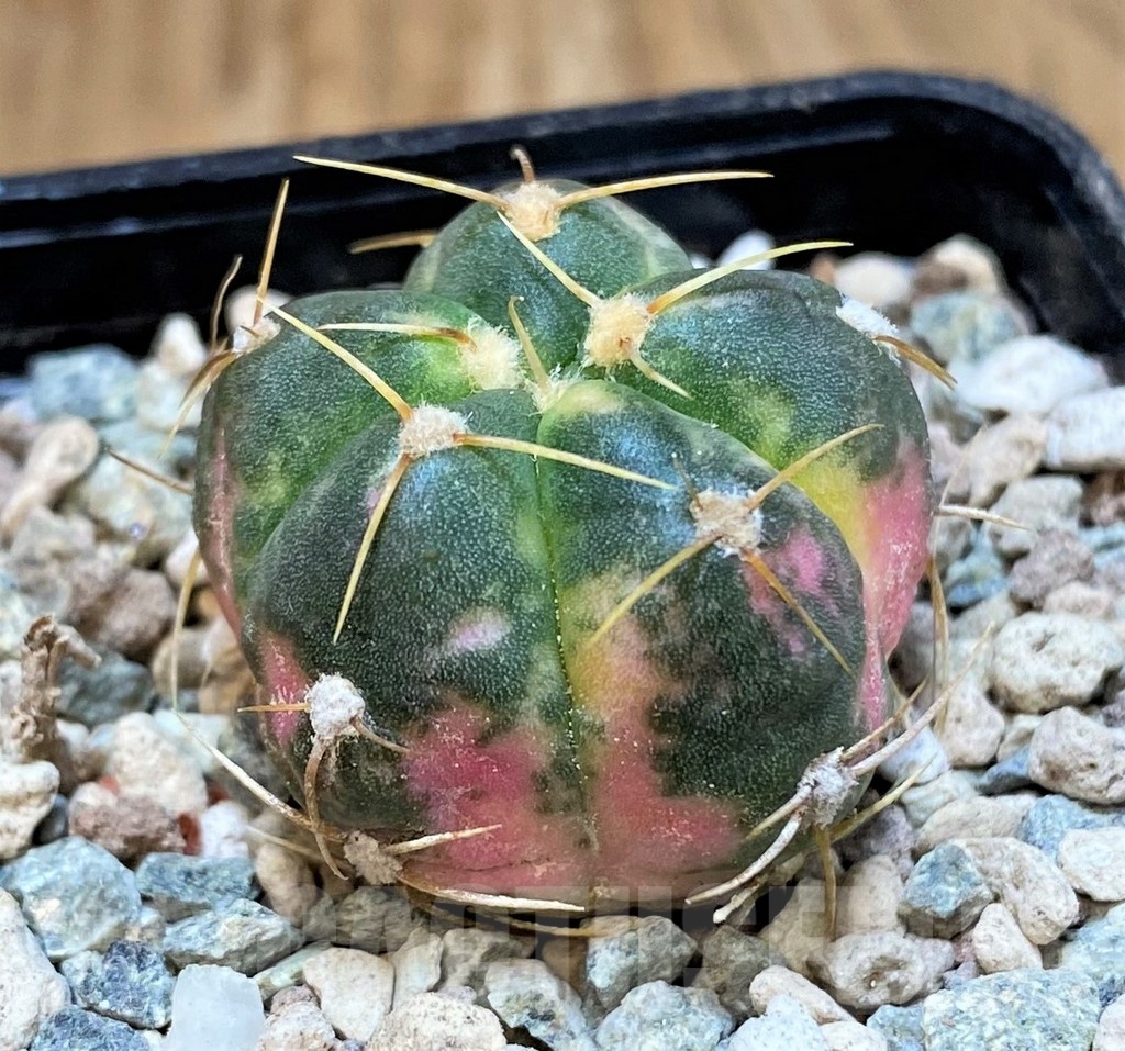 SH23591 Gymnocalycium horstii f. variegata