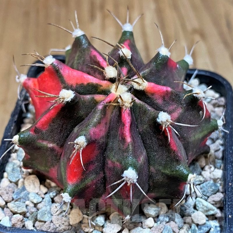 SH23592 Gymnocalycium mihanovichii 'Black Forest'