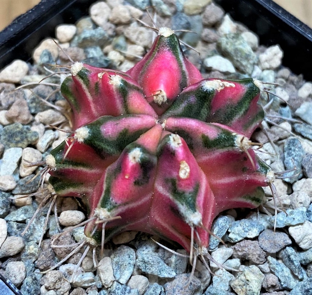 SH23593 Gymnocalycium mihanovichii ‘Pink Star’ - immagine 2