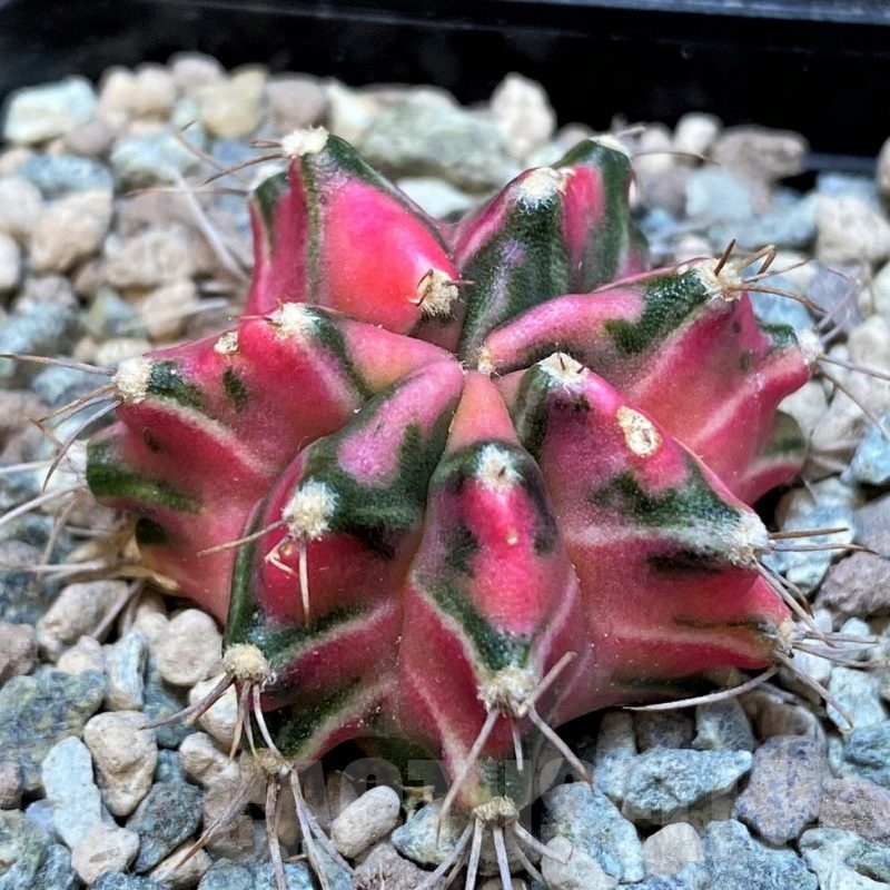 SH23593 Gymnocalycium mihanovichii ‘Pink Star’