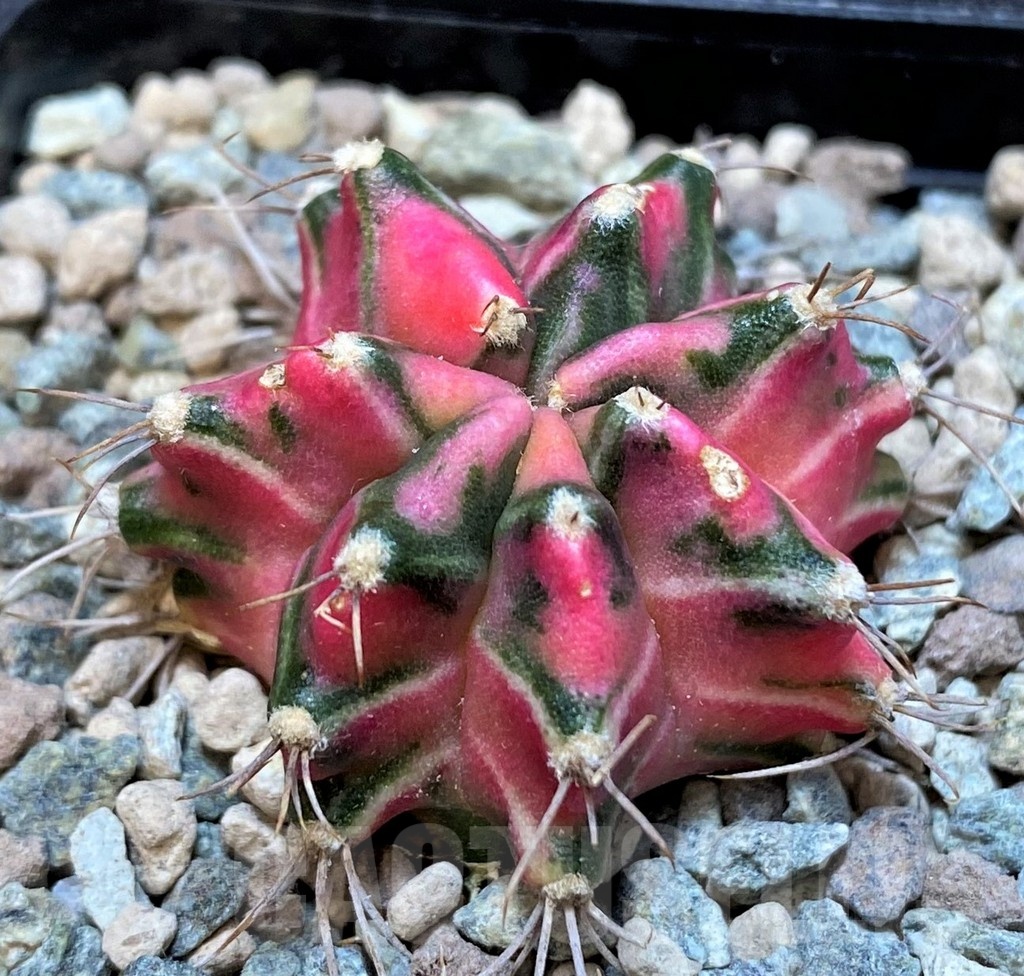 SH23593 Gymnocalycium mihanovichii ‘Pink Star’