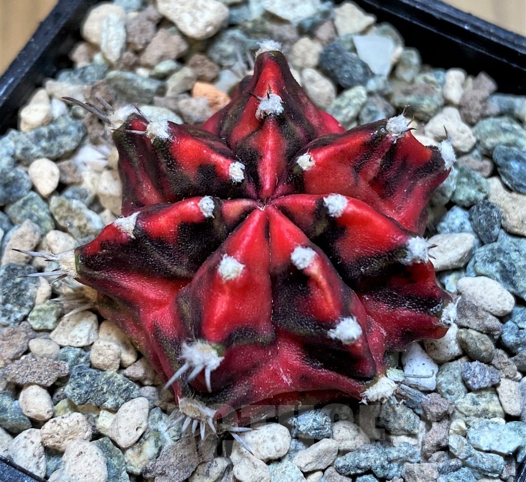 SH23594 Gymnocalycium mihanovichii 'Gamora' - immagine 2