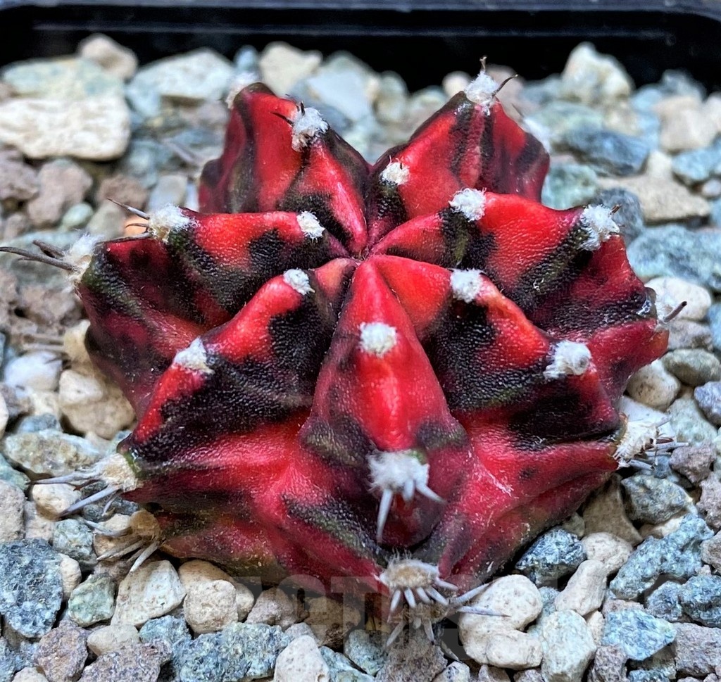 SH23594 Gymnocalycium mihanovichii 'Gamora'